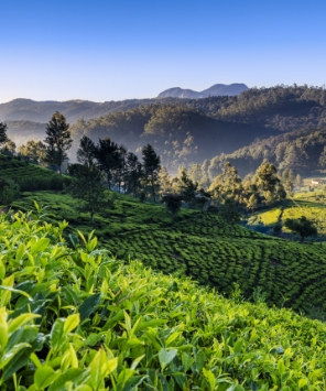 Heritage, Hills & Wilderness of Sri Lanka