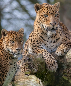 Wildlife of Sri Lanka