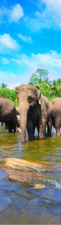 Sri Lanka