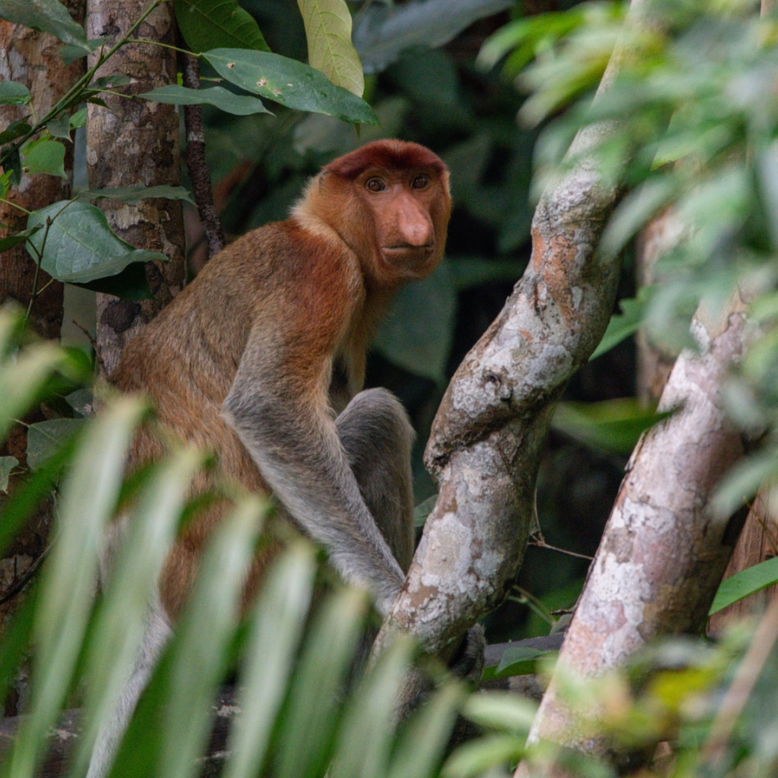 MyPrivateJourneys - Section - Best of Borneo – 1
