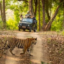 Jeep Safaris in Tadoba, Pench, Bori & Satpura National Parks