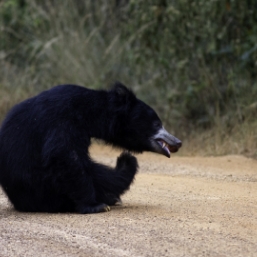 Discover the wild and serene sides of Sri Lanka on this unforgettable journey