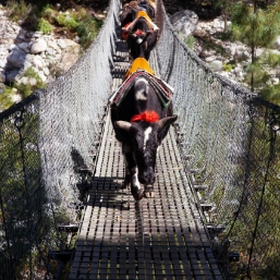 Experience the varied terrains of the country.
