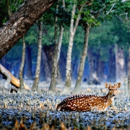 Mix of adventure and tranquility—ideal for both wildlife photographers and nature lovers