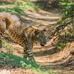 Explore Wilpattu National Park, Sri Lanka’s largest wildlife reserve