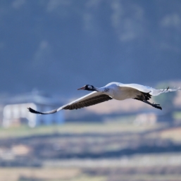 Explore Phobjikha valley, home to black necked cranes.
