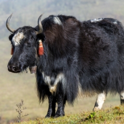 Indulge in the wildlife of the Terai regions in Nepal.