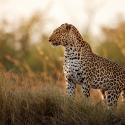 Search for elusive Leopards in Narali