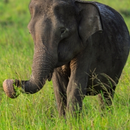 Enjoy a peaceful boat safari on the reservoir at Gal Oya National Park, spotting elephants, birds and other wildlife