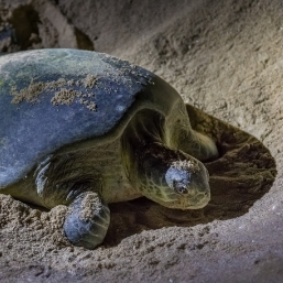 Visit Turtle Reserve Centre in Sur