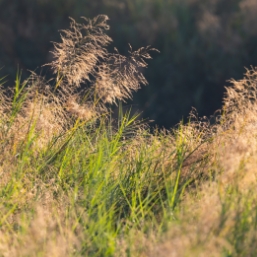 Scenic teak forests, grasslands, and waterholes at Tadoba National Park