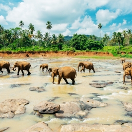 Safari to see wild elephants and birdlife at Minneriya National Park