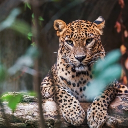 Discover Yala National Park, one of Sri Lanka’s most famous parks, home to leopards, elephants and crocodiles