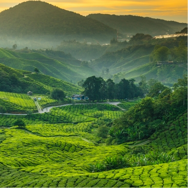 Explore Cameron Highlands