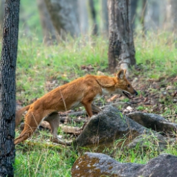 Dense Sal forests and open meadows at Pench National Park
