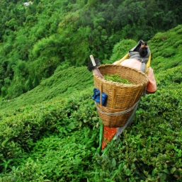 The Tea experience tour at Glenburn in Darjeeling