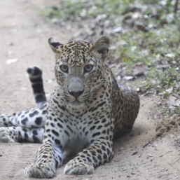 Thrilling safari at Yala National Park