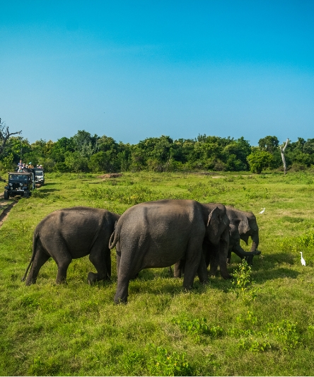 Sri Lanka's Island Odessy