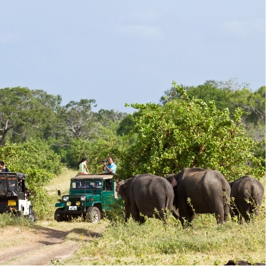 Visit Wilpattu & Minneriya National Parks