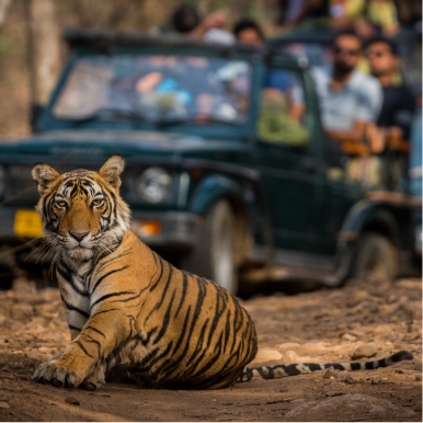 Jeep safari in Ranthambore National Park