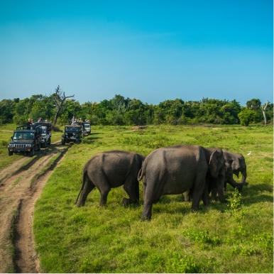 Visit Minneriya National Park