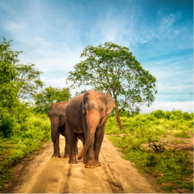 Game drive in Yala National Park