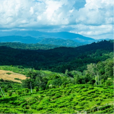 Sabah Tea Garden