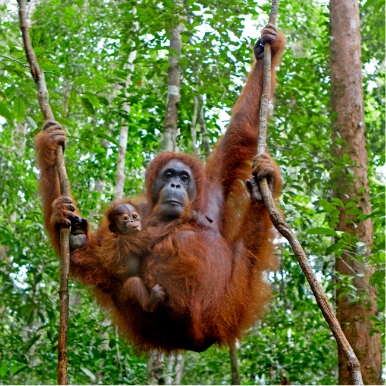 Sepilok Orangutan Rehabilitation Centre