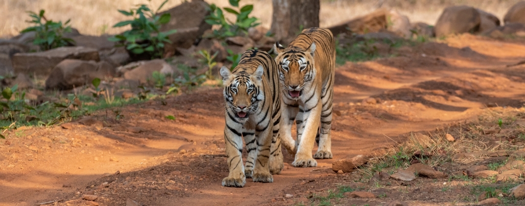 India Wildlife